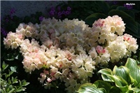 5ce9d2ce-IMG_7133 rododendron.jpg